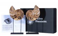 Наутилусы Cymatoceras sp.