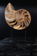 Наутилусы Cymatoceras sp.