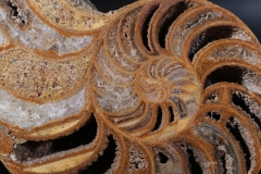 Наутилусы Cymatoceras sp.