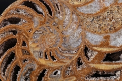 Наутилусы Cymatoceras sp.