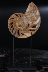 Наутилусы Cymatoceras sp.