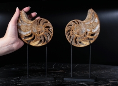 Наутилусы Cymatoceras sp.