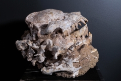 Череп гиены Dinocrocuta gigantea