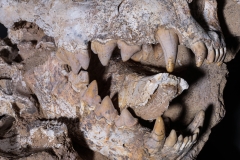 Череп гиены Dinocrocuta gigantea