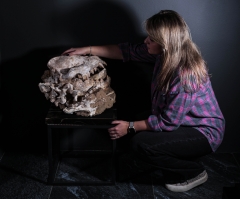 Череп гиены Dinocrocuta gigantea