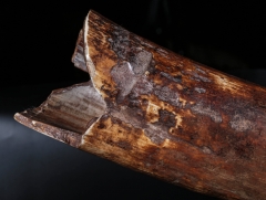 Бивень мамонта 