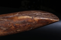 Бивень мамонта 