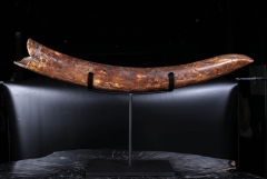 Бивень мамонта 