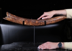 Бивень мамонта 