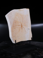 Водомерка Chresmoda obscura