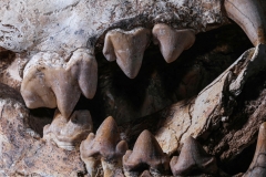 Череп гиены Dinocrocuta gigantea