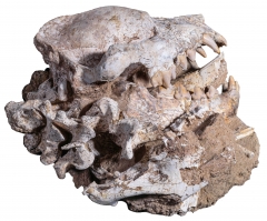 Череп гиены Dinocrocuta gigantea