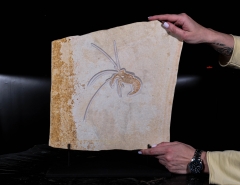 Креветка Aeger sp.