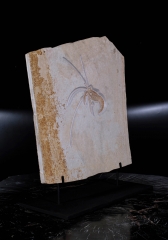 Креветка Aeger sp.