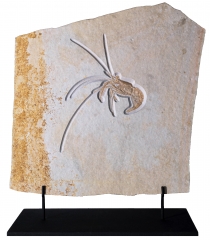 Креветка Aeger sp.