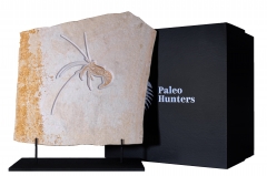 Креветка Aeger sp.