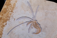 Креветка Aeger sp.