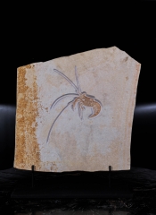 Креветка Aeger sp.