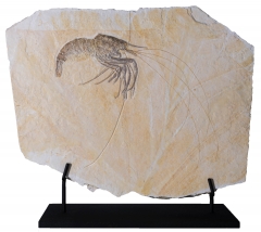 Креветка Aeger sp.