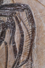 Креветка Aeger sp.