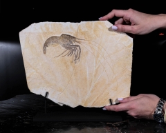 Креветка Aeger sp.