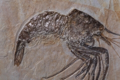 Креветка Aeger sp.