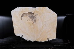 Креветка Aeger sp.