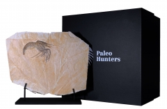 Креветка Aeger sp.