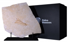 Стрекоза Cordualadensa acorni 