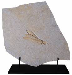 Стрекоза Cordualadensa acorni 