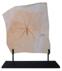 Водомерка Chresmoda obscura