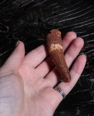 Зуб спинозавра