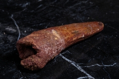 Зуб спинозавра