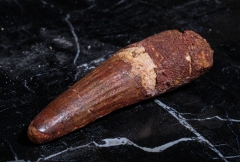 Зуб спинозавра