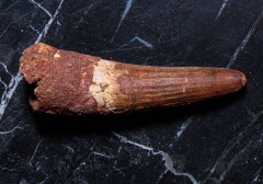 Зуб спинозавра