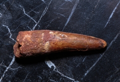 Зуб спинозавра