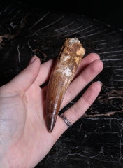 Зуб спинозавра