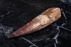 Зуб спинозавра