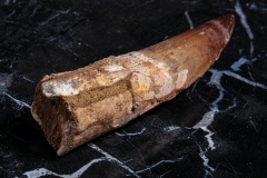 Зуб спинозавра