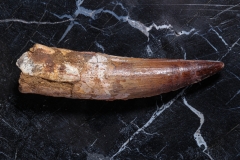 Зуб спинозавра