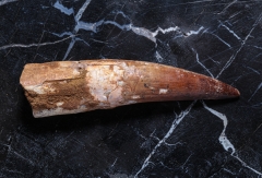 Зуб спинозавра