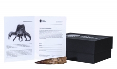 Зуб спинозавра