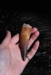 Зуб спинозавра