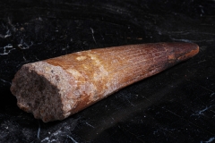 Зуб спинозавра