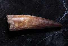 Зуб спинозавра