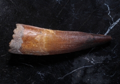 Зуб спинозавра