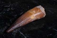 Зуб спинозавра