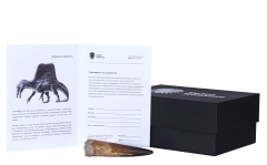 Зуб спинозавра