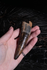 Зуб спинозавра