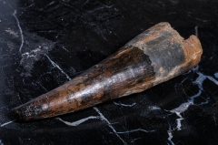 Зуб спинозавра